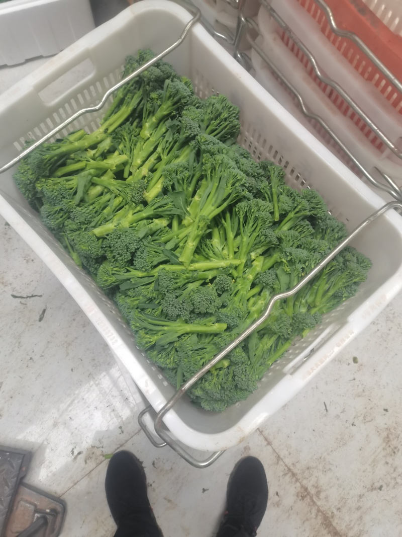 西兰苔