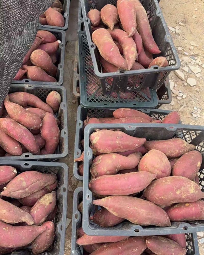 湛江金澳农场，800亩榴莲蜜薯蜜薯、大量上市