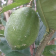 广西香水柠檬