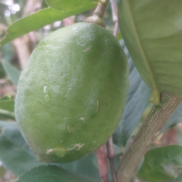 广西香水柠檬