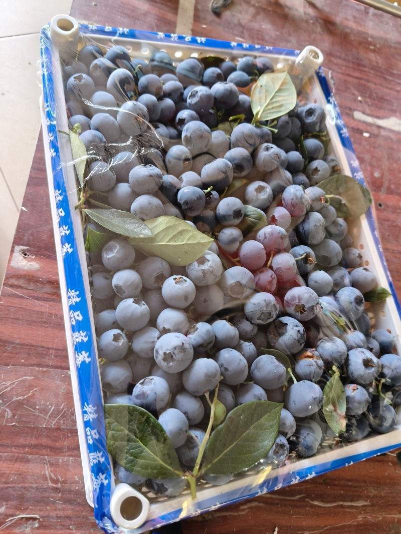 山东日照莒县果庄镇蓝莓