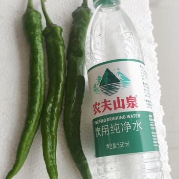 广西博白青线椒新鲜现摘皮薄香辣产地直发，整车代发，量大价优