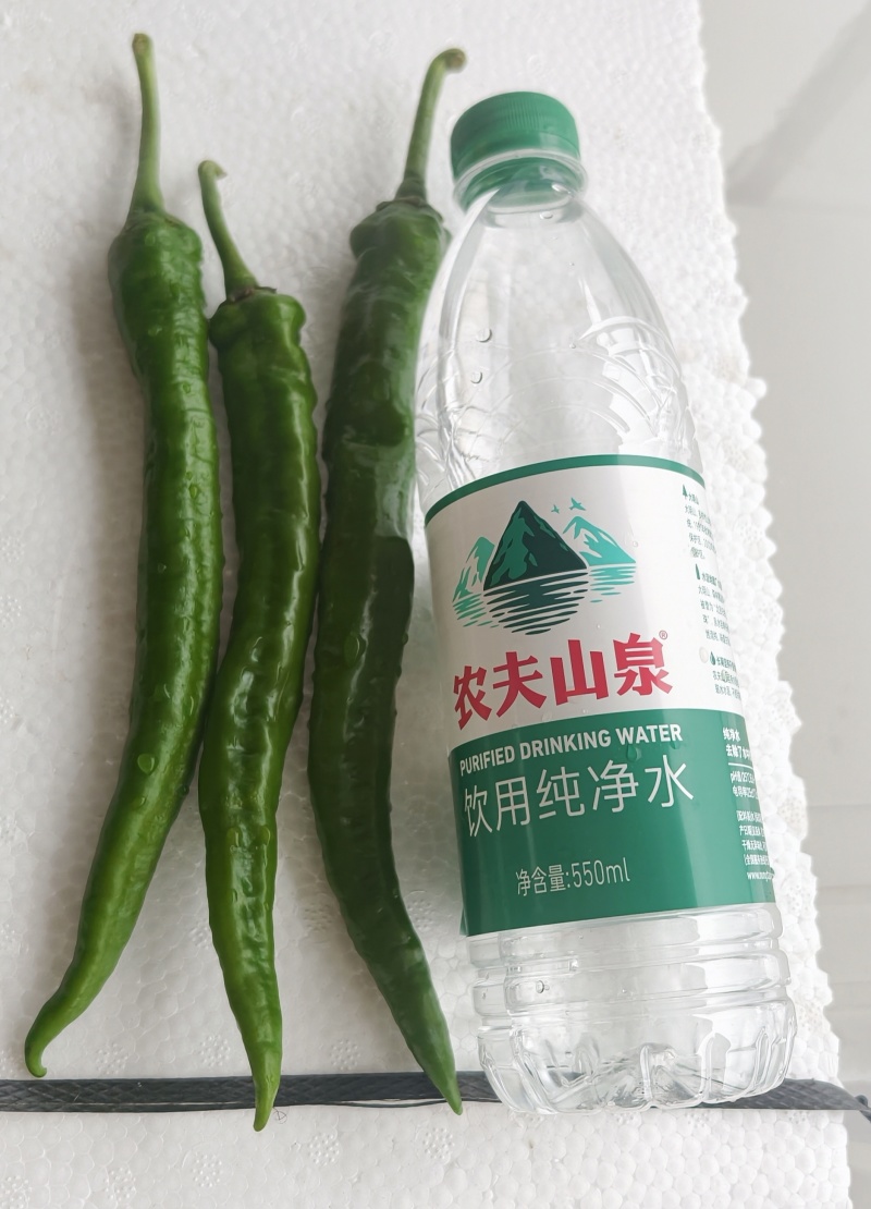 广西博白青线椒新鲜现摘皮薄香辣产地直发，整车代发，量大价优