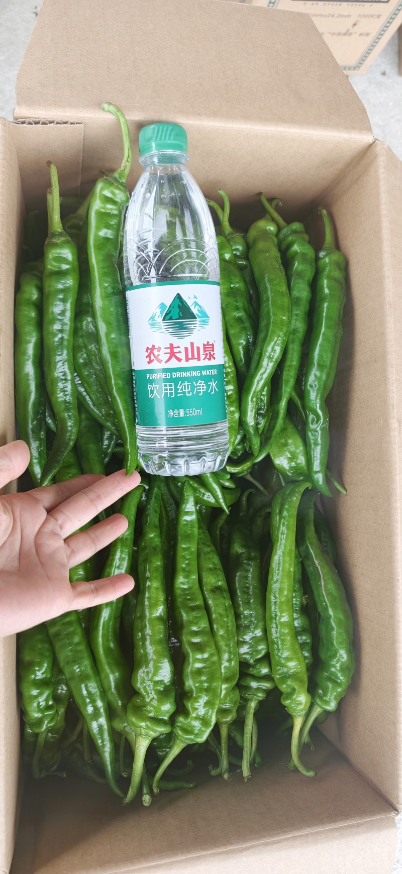 广西博白青线椒新鲜现摘皮薄香辣产地直发，整车代发，量大价优
