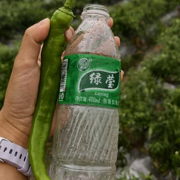 广西博白青皮羊角椒现摘薄皮青椒产地直发，整车代发，量大价优