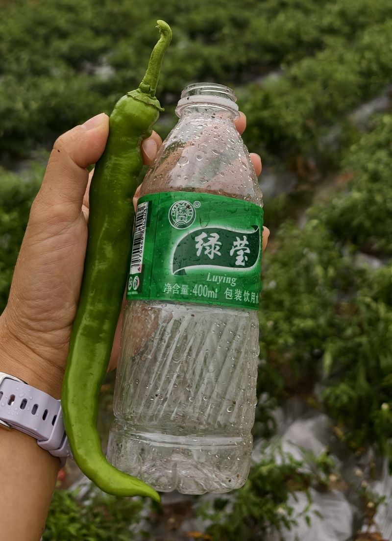 广西博白青皮羊角椒现摘薄皮青椒产地直发，整车代发，量大价优