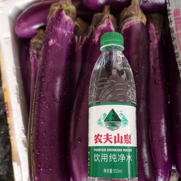 广西博白紫长茄子亮皮紫红茄子新鲜现摘产地直发，整车代发