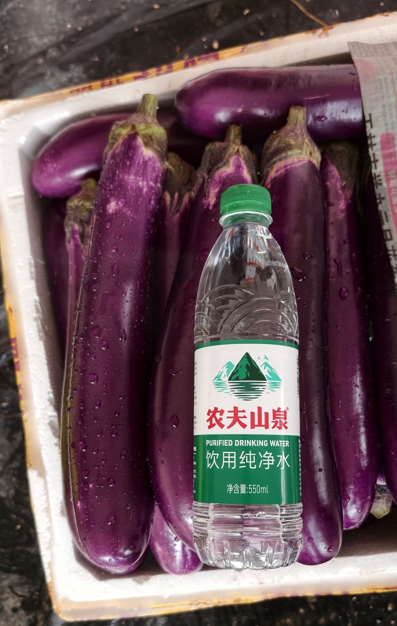 广西博白紫长茄子亮皮紫红茄子新鲜现摘产地直发，整车代发
