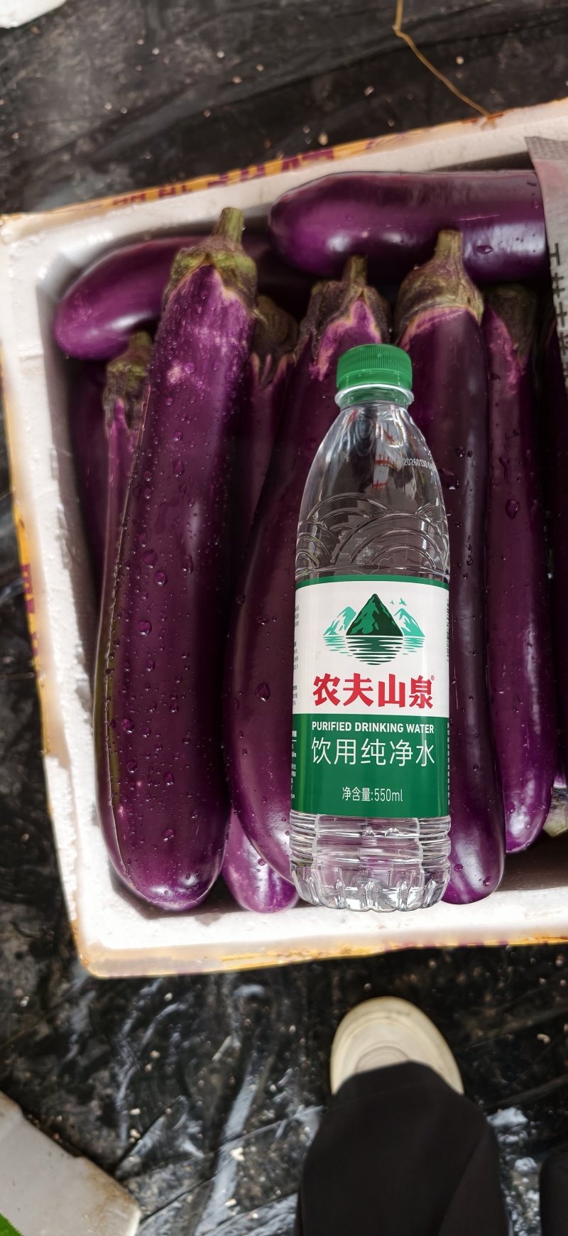 广西博白紫长茄子亮皮紫红茄子新鲜现摘产地直发，整车代发