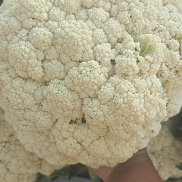 有机花大量上市，价格不贵要的联系，