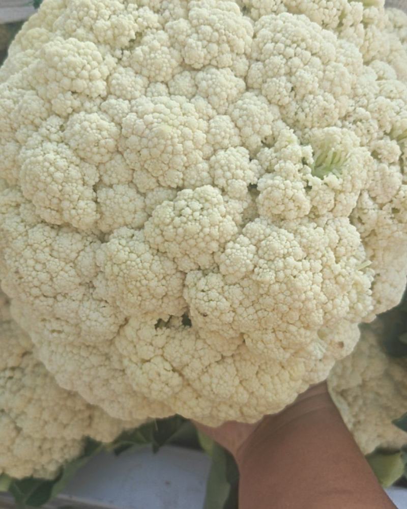 有机花大量上市，价格不贵要的联系，