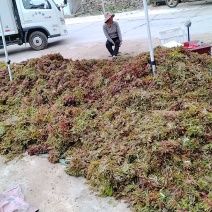 山东红油香椿芽