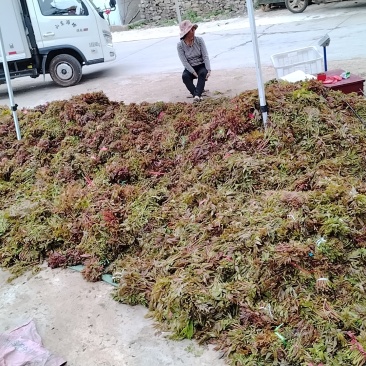 山东红油香椿芽