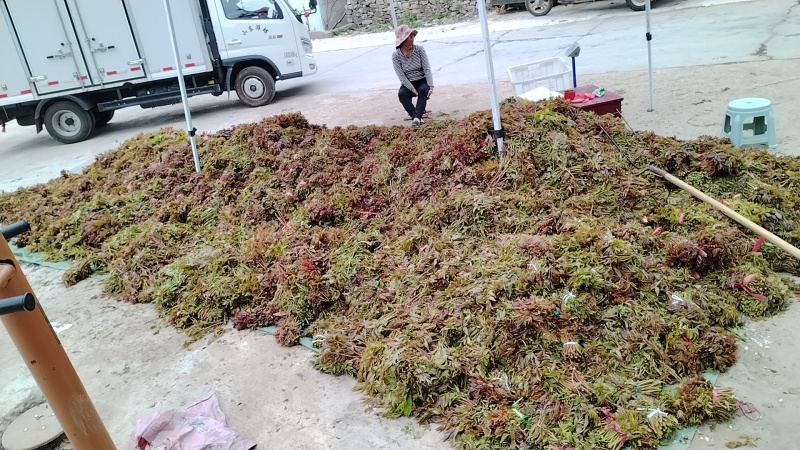 山东红油香椿芽