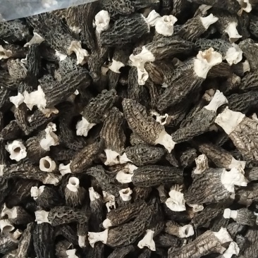 羊肚菌干货