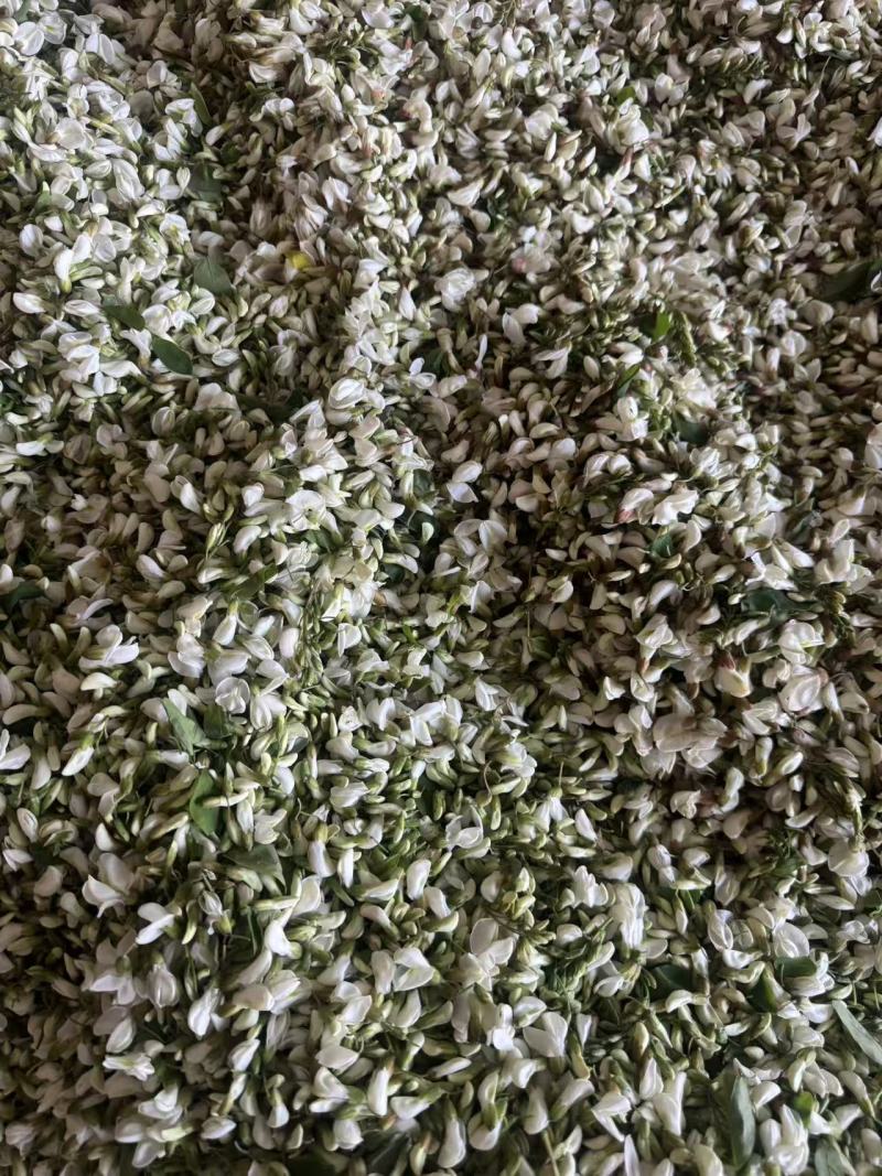 大量低价供应精品洋槐花