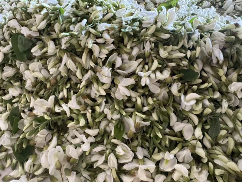大量低价供应精品洋槐花