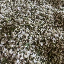 大量低价供应精品洋槐花