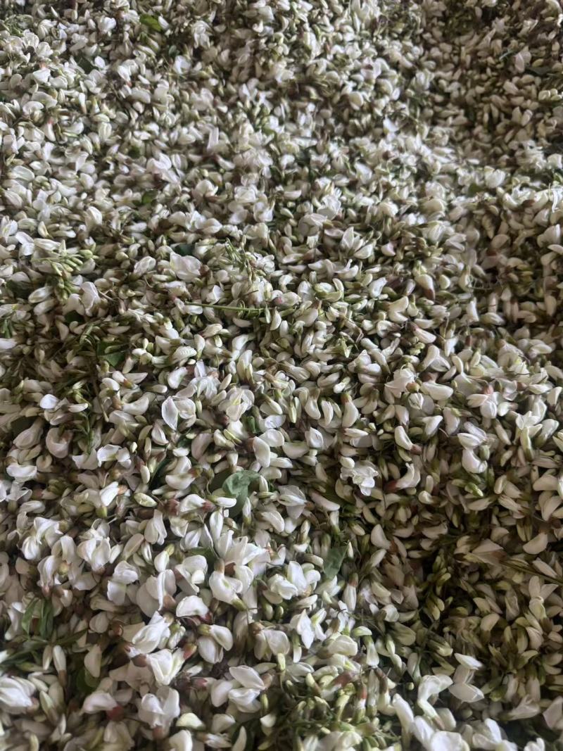 大量低价供应精品洋槐花