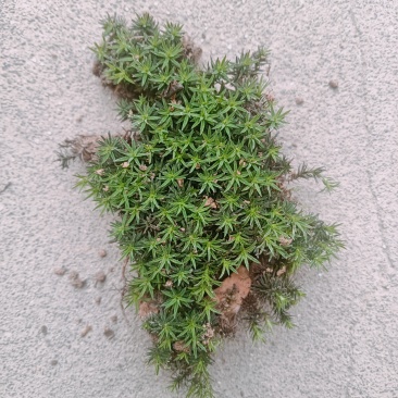 野生苔藓