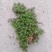 野生苔藓