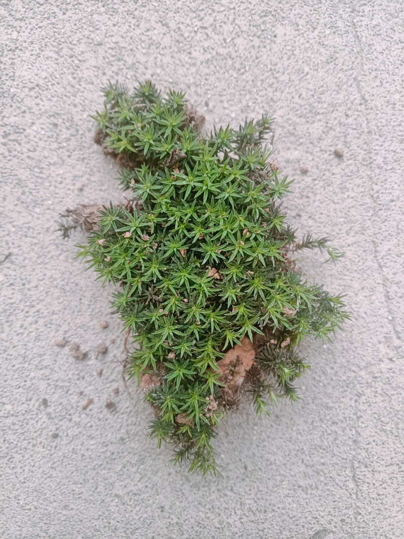 野生苔藓