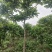 麻練風景树