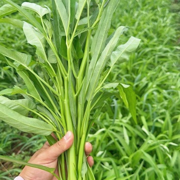 柳叶半青白空心菜大量上市