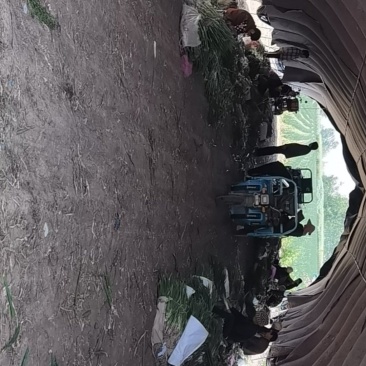精品小分葱，葱白锃亮，葱叶鲜嫩，自家种植，量大从优