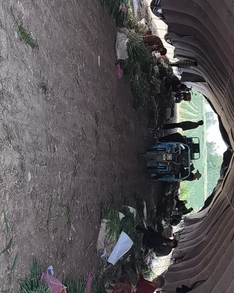 精品小分葱，葱白锃亮，葱叶鲜嫩，自家种植，量大从优
