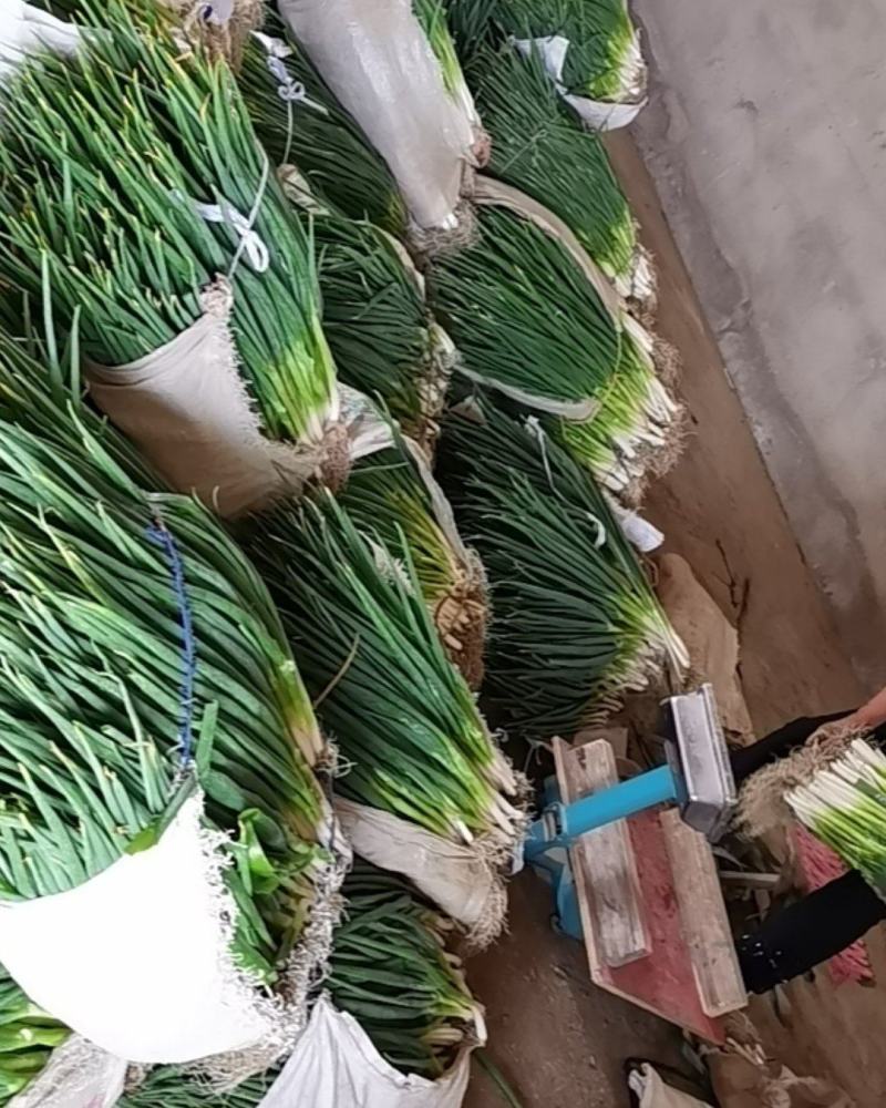 精品小分葱，葱白锃亮，葱叶鲜嫩，自家种植，量大从优