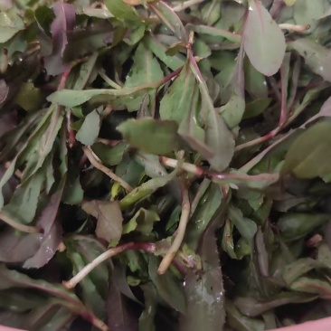 头茬野生苦菜