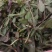 头茬野生苦菜