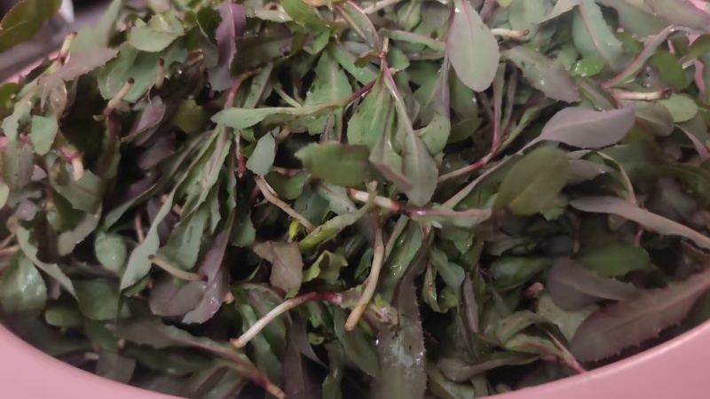 头茬野生苦菜