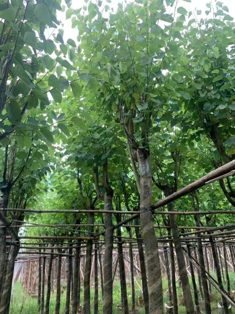 宫粉紫荆，骨架8-10-12公分。普宁基地直供