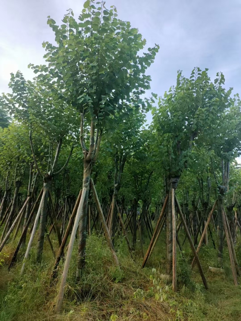 宫粉紫荆，骨架8-10-12公分。普宁基地直供