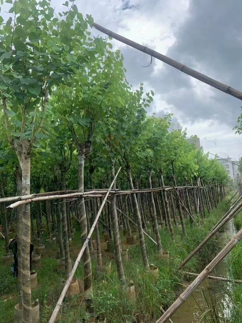 宫粉紫荆，骨架8-10-12公分。普宁基地直供