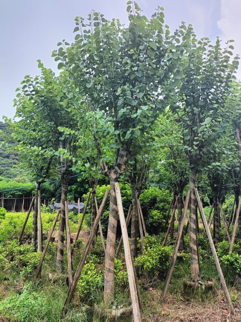 宫粉紫荆，骨架8-10-12公分。普宁基地直供