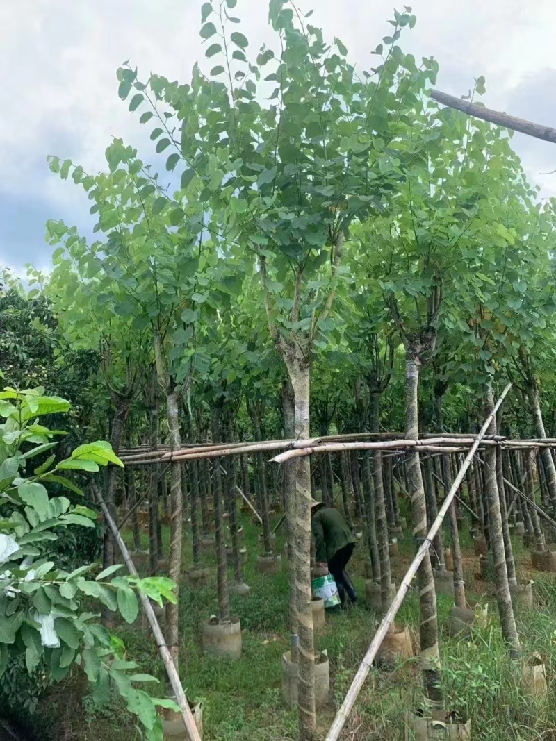 宫粉紫荆，骨架8-10-12公分。普宁基地直供