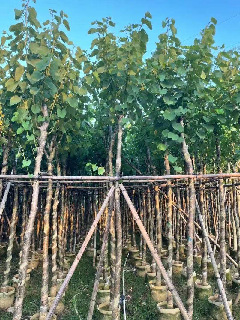 宫粉紫荆，骨架8-10-12公分。普宁基地直供
