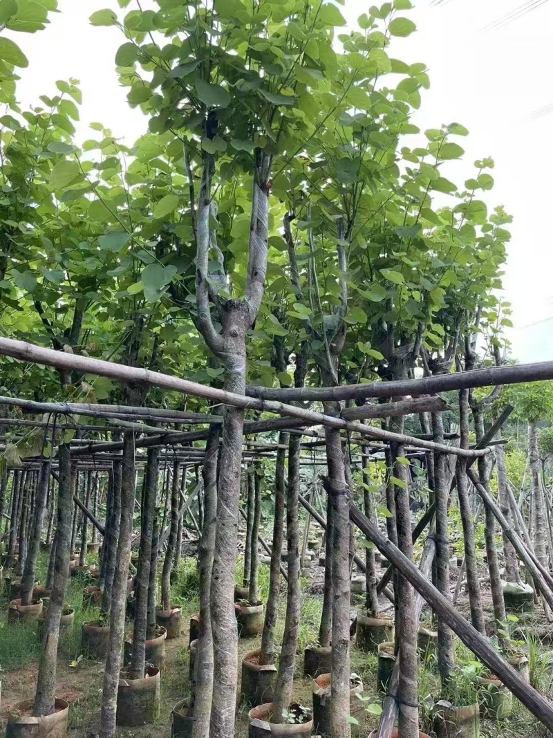 宫粉紫荆，骨架8-10-12公分。普宁基地直供