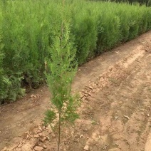 正宗侧柏树苗扁柏树苗香柏树苗绿化侧柏叶柏树绿化苗木侧柏树苗