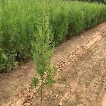 正宗侧柏树苗扁柏树苗香柏树苗绿化侧柏叶柏树绿化苗木侧柏树苗