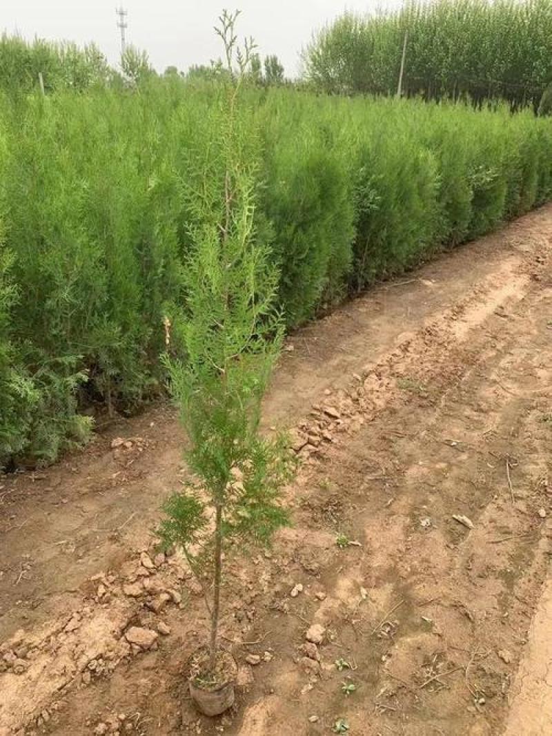 正宗侧柏树苗扁柏树苗香柏树苗绿化侧柏叶柏树绿化苗木侧柏树苗