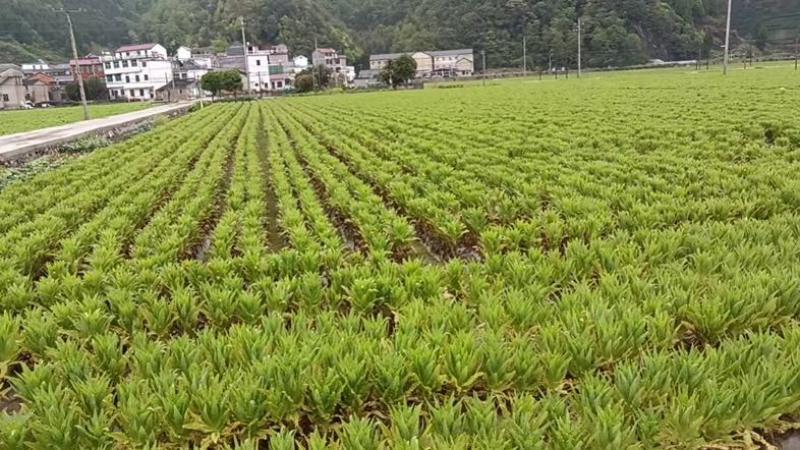 千岛湖农夫山泉有机莴笋，三青铁杆莴笋