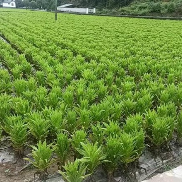 千岛湖农夫山泉有机莴笋，三青铁杆莴笋