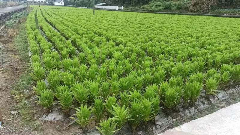 千岛湖农夫山泉有机莴笋，三青铁杆莴笋