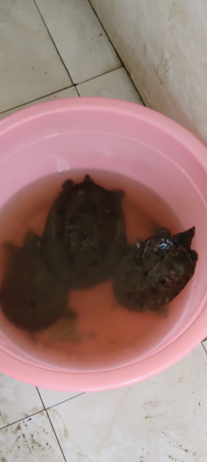 甲鱼
