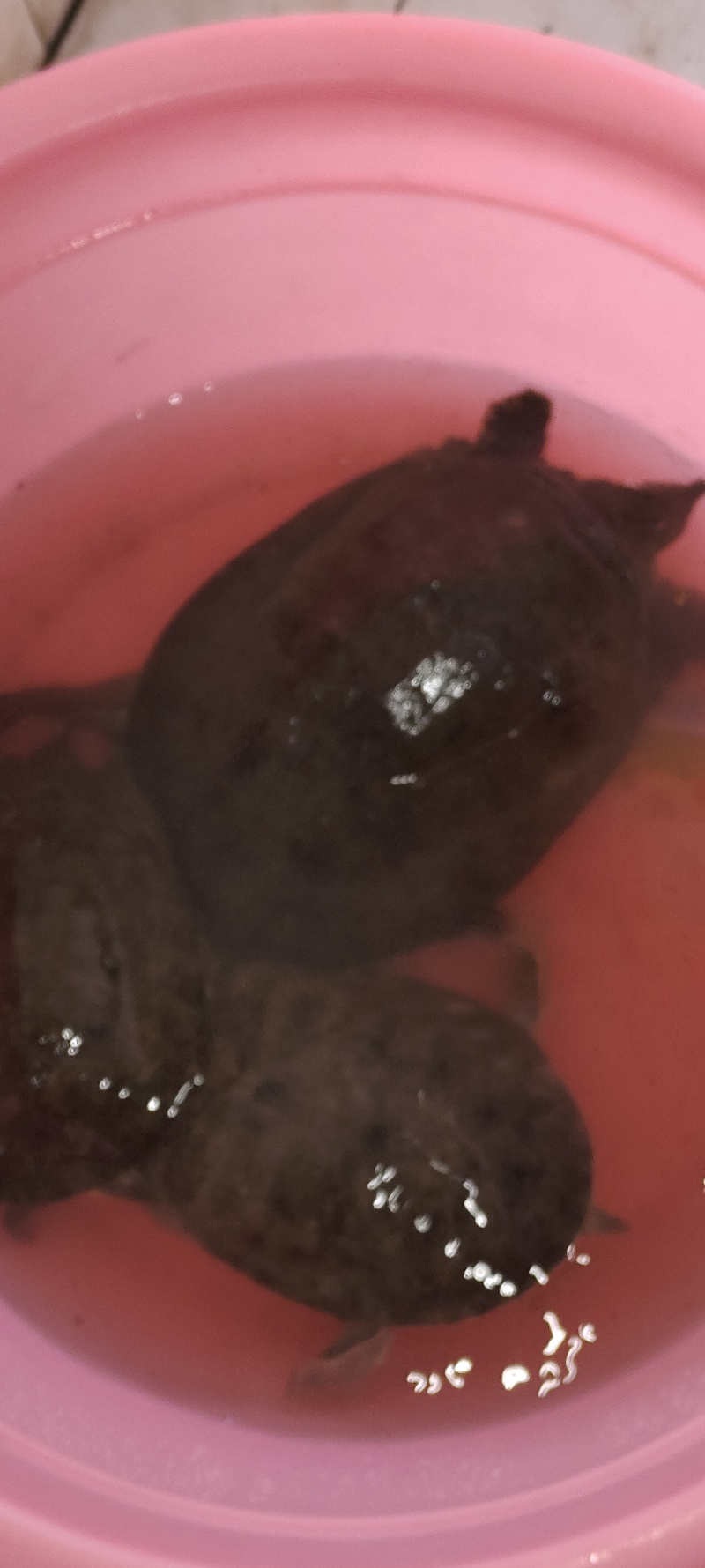 甲鱼