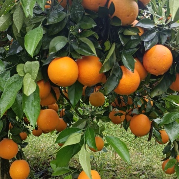 江永夏橙